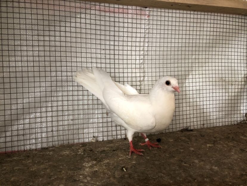 25477/21 - 4-lot zbor 2021