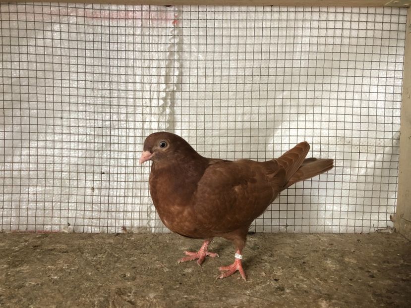 25473/21 - 4-lot zbor 2021