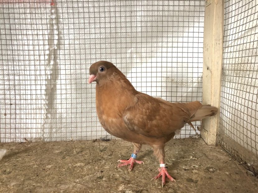 25459/21-147/18 - 4-lot zbor 2021