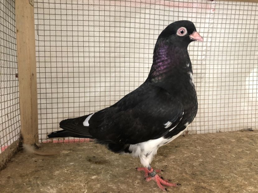 25468/21-1167/14 - 4-lot zbor 2021