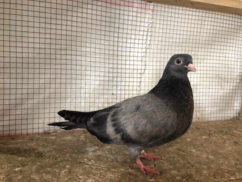 25457/21 - 4-lot zbor 2021