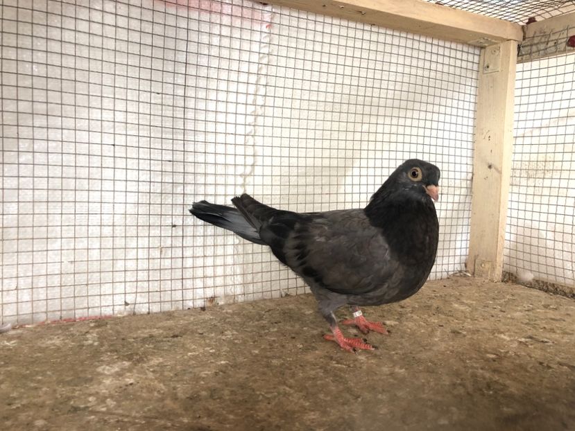 25458/21 - 4-lot zbor 2021