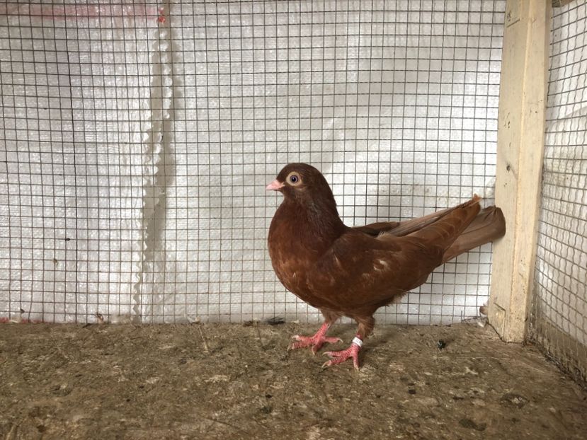 25472/21 - 4-lot zbor 2021