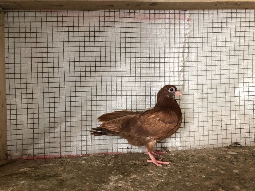 25485/21 - 4-lot zbor 2021