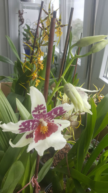 mai 2021 - Orhidee_6_mixt