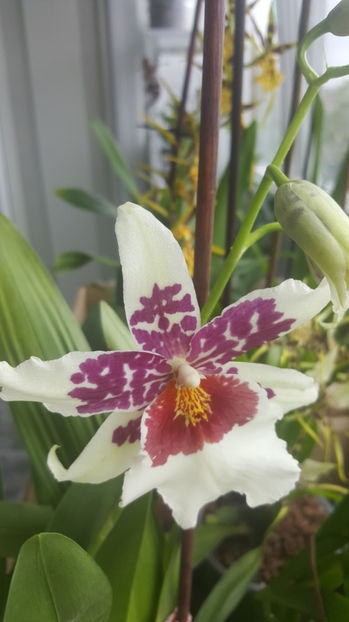 beallara "Big shot hilo sparkle" - Orhidee_4_simpodiale cu pseudobulbi