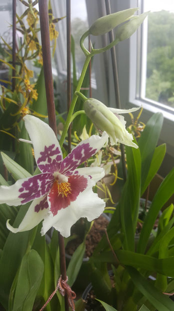 beallara "Big shot hilo sparkle" - Orhidee_4_simpodiale cu pseudobulbi