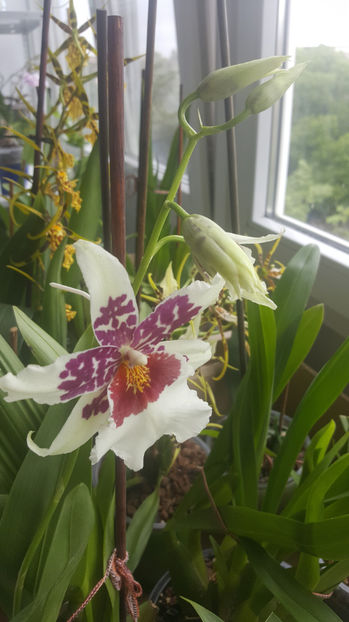 beallara "Big shot hilo sparkle" - Orhidee_4_simpodiale cu pseudobulbi