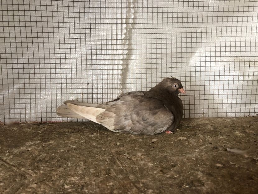 25452/21 - 4-lot zbor 2021