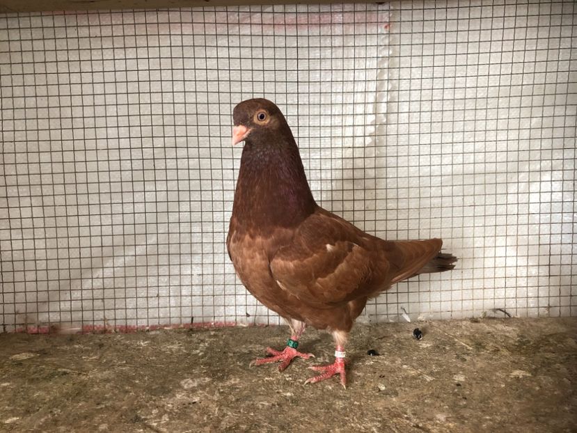 25462/21-7588/19 - 4-lot zbor 2021