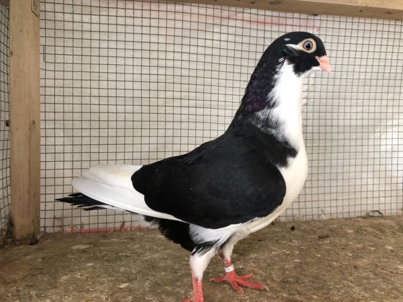 25469/21 - 4-lot zbor 2021