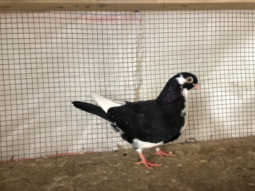 25470/21 - 4-lot zbor 2021