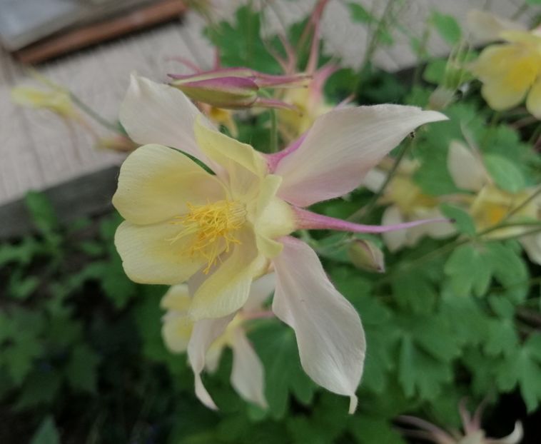  - 2021 feb martie aprilie mai