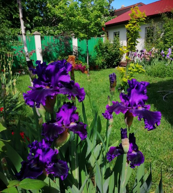  - 2021 feb martie aprilie mai