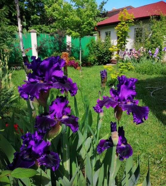  - 2021 feb martie aprilie mai