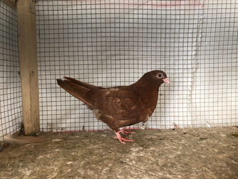 25474/21 - 4-lot zbor 2021