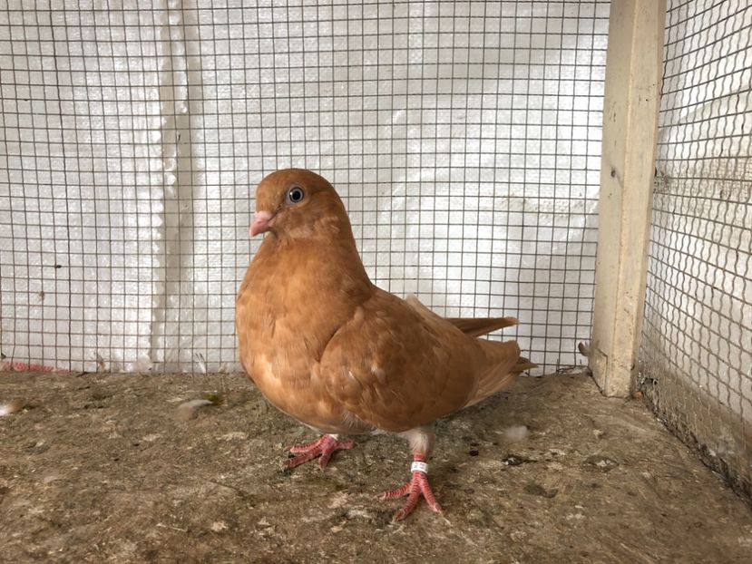 25463/21-21637/15 - 4-lot zbor 2021