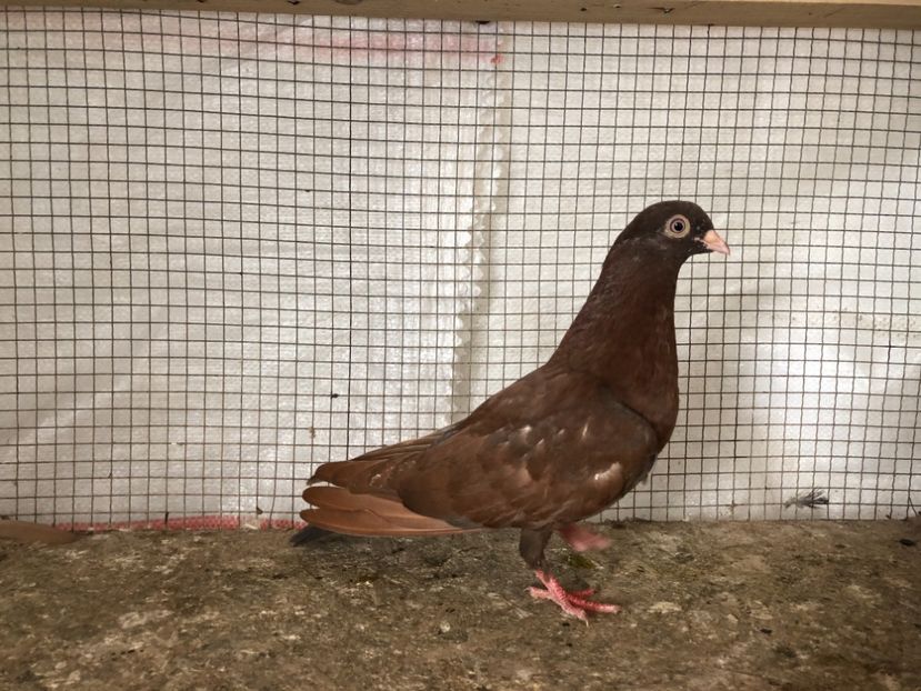 25453/21 - 4-lot zbor 2021