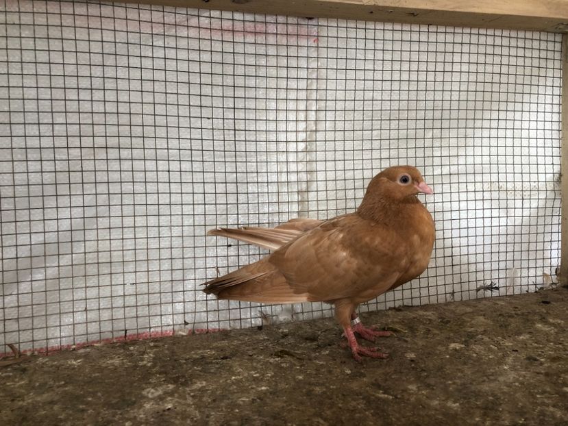 25455/21 - 4-lot zbor 2021