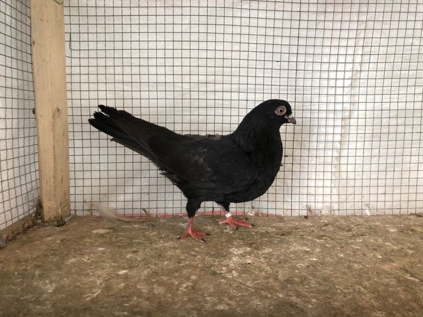 25454/21 - 4-lot zbor 2021