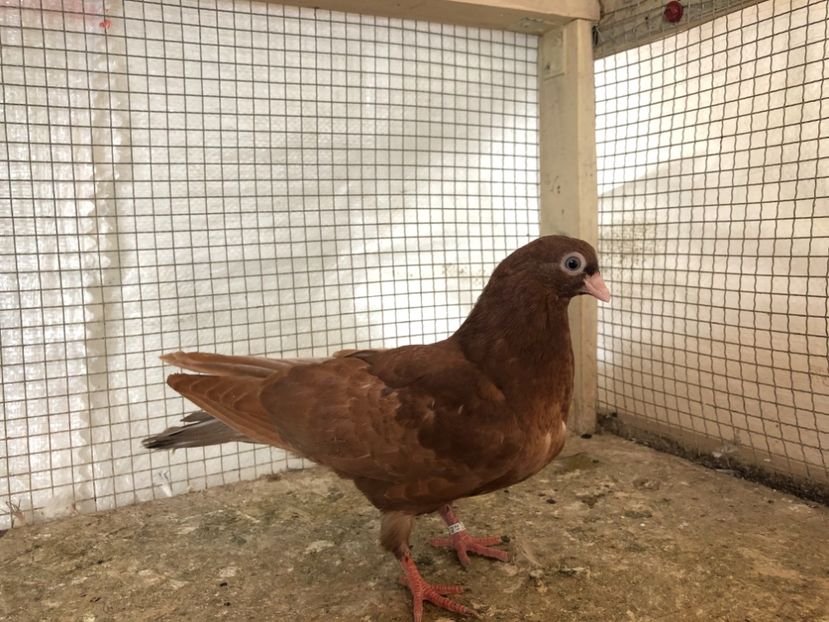 25476/21 - 4-lot zbor 2021