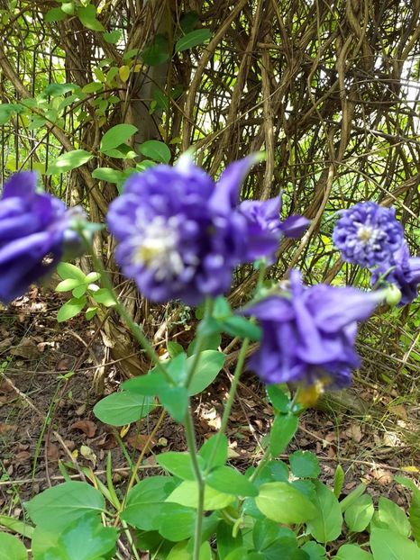 IMG-20210524-WA0021 - Căldărușe