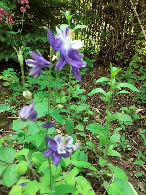 IMG-20210524-WA0019 - Căldărușe