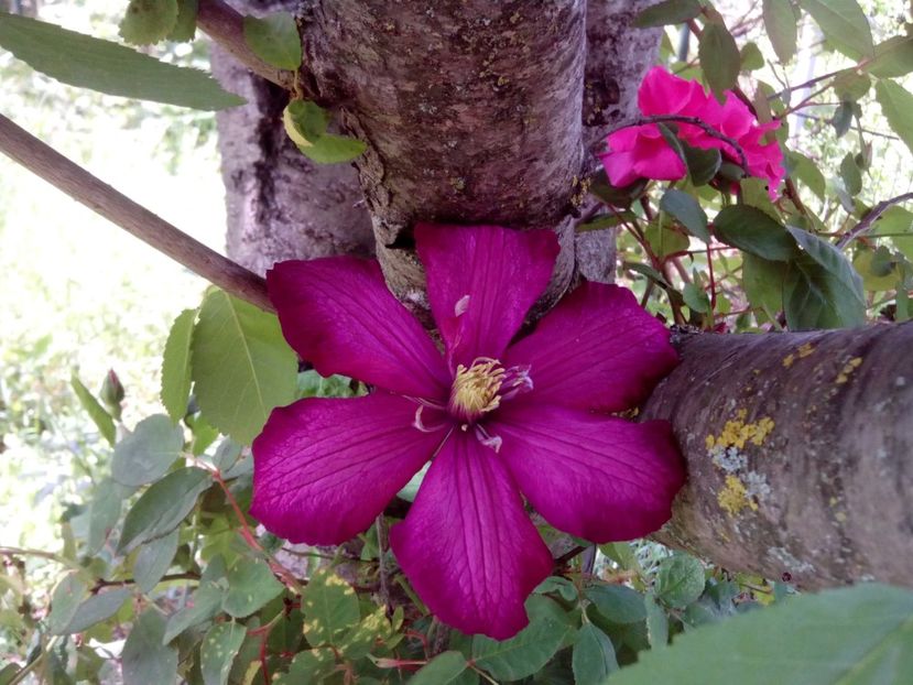  - Clematite și altele