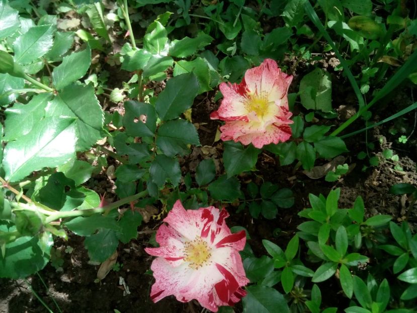  - Crazy for You - Fourth of july