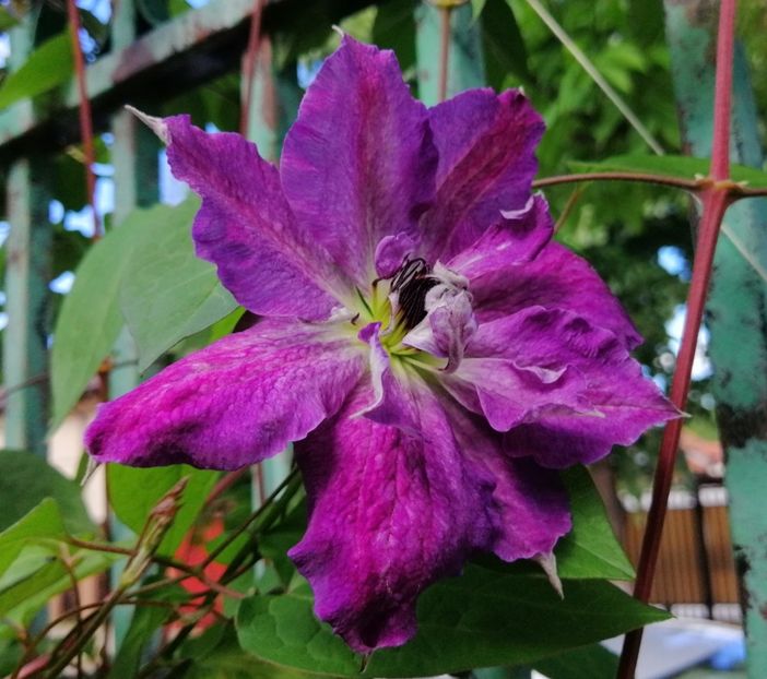 clematis Cloudburst - 2021 clematite