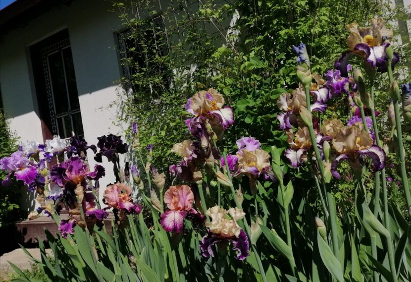  - 2021 feb martie aprilie mai