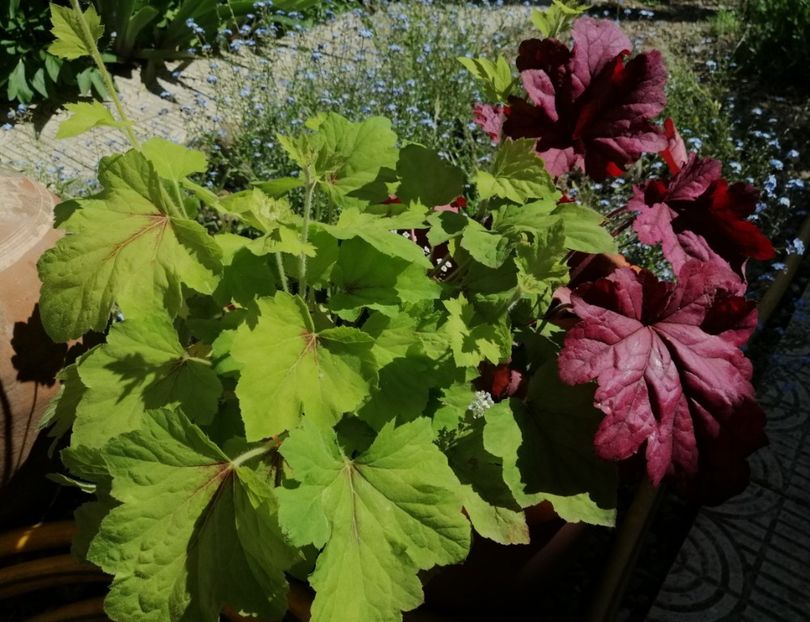  - 2021 feb martie aprilie mai