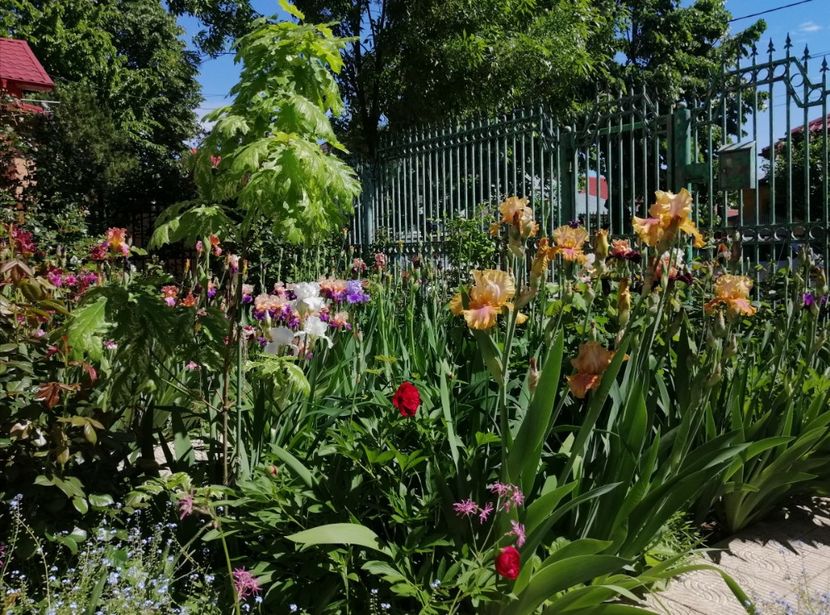  - 2021 feb martie aprilie mai