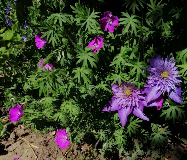  - 2021 feb martie aprilie mai