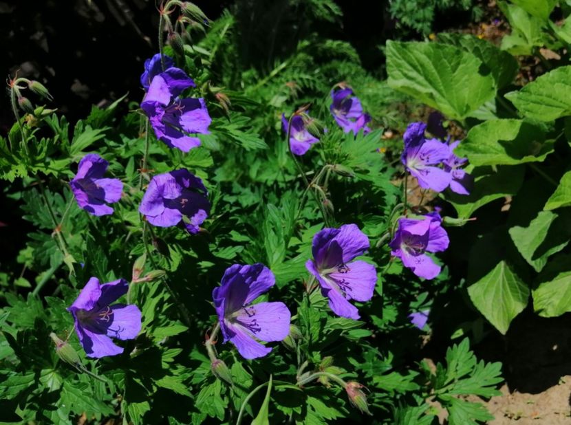  - 2021 feb martie aprilie mai