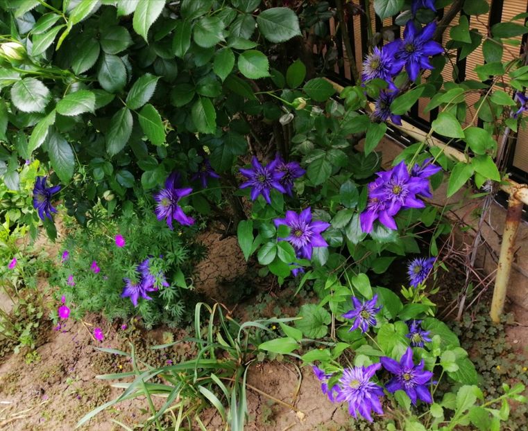  - 2021 feb martie aprilie mai