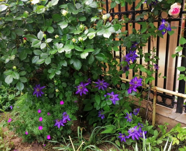  - 2021 feb martie aprilie mai