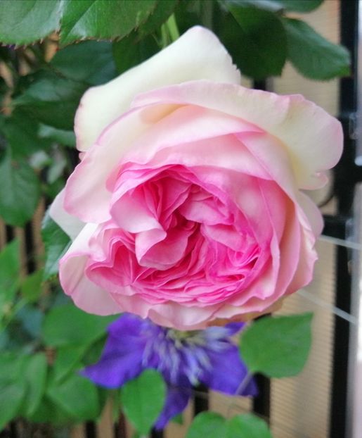  - 2021 feb martie aprilie mai