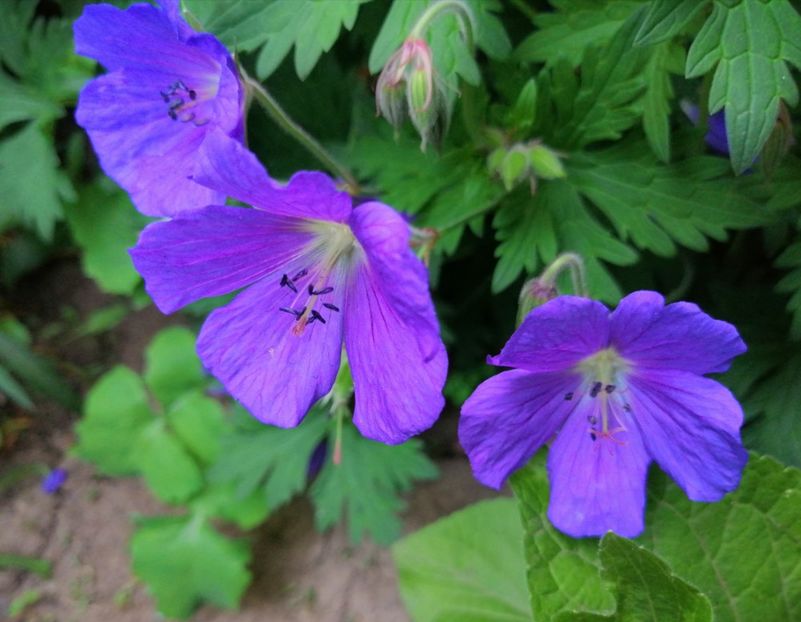  - 2021 feb martie aprilie mai