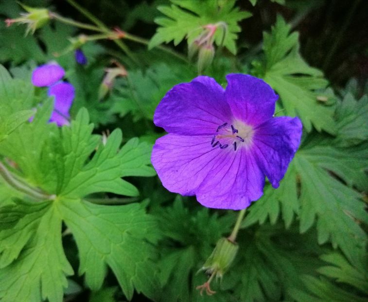  - 2021 feb martie aprilie mai