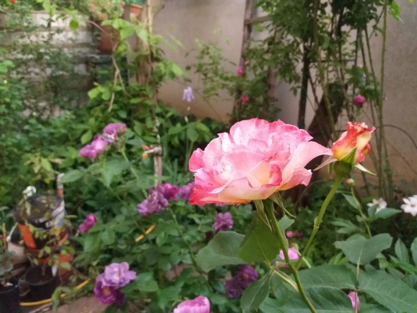  - 2021- Gradina G1