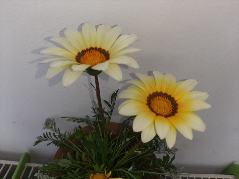  - Florile mele în mai 2021