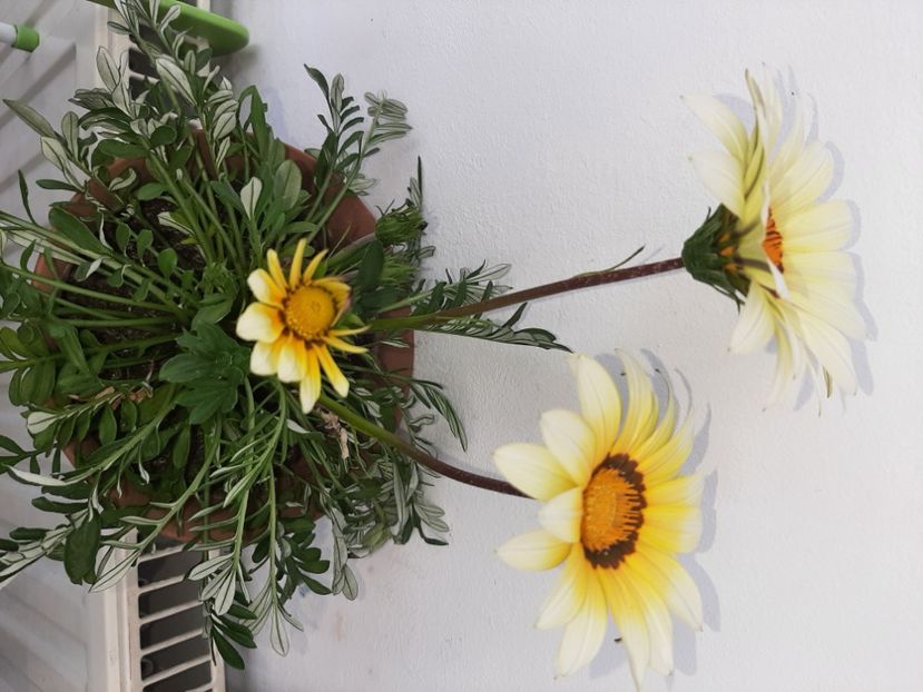  - Florile mele în mai 2021