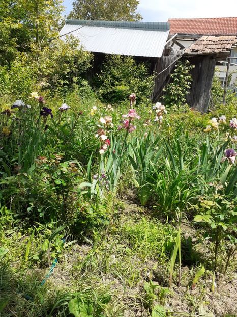  - Gradina 2021