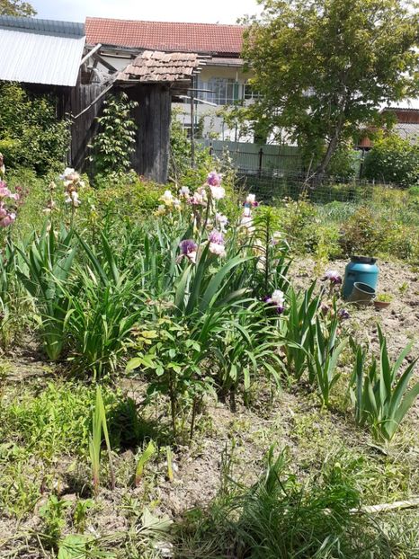  - Gradina 2021