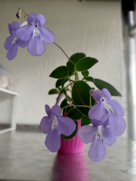 Img. 2021.05.24 - Streptocarpus Saxonella Streptocarpella-am dat cadou