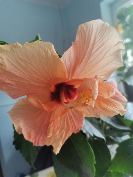  - Hibiscus