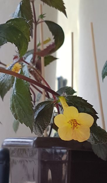 Yellow Beauty-primul inflorit anul acesta - Achimenes 2021