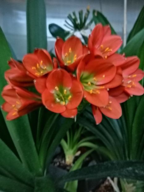  - Clivia Belgian Bronze GT