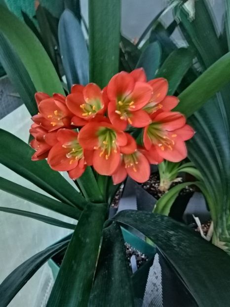  - Clivia Belgian Bronze GT